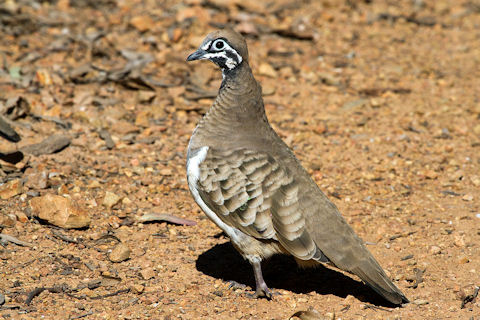 Squatter Pigeon (Geophaps scripta)